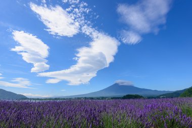 mt. fuji ve lavanta kawaguchi lakeside adlı