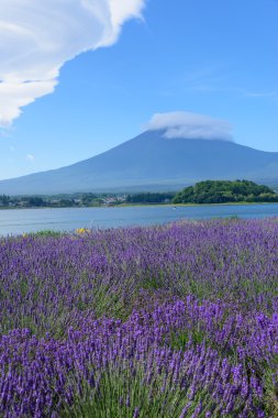 mt. fuji ve lavanta kawaguchi lakeside adlı