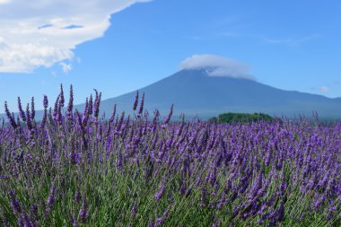 mt. fuji ve lavanta kawaguchi lakeside adlı