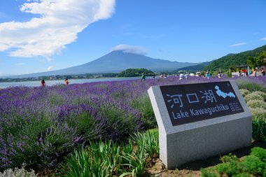 mt. fuji ve lavanta kawaguchi lakeside adlı