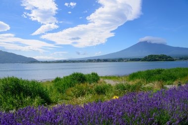 mt. fuji ve lavanta kawaguchi lakeside adlı