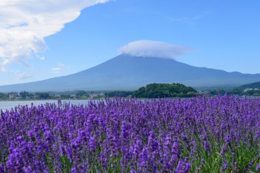 mt. fuji ve lavanta kawaguchi lakeside adlı