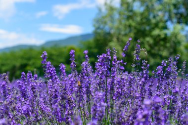 Lavanta yagisaki kawaguchi lakeside Park