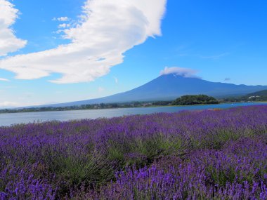 mt. fuji ve lavanta kawaguchi lakeside adlı