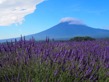 mt. fuji ve lavanta kawaguchi lakeside adlı