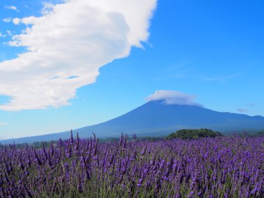 mt. fuji ve lavanta kawaguchi lakeside adlı