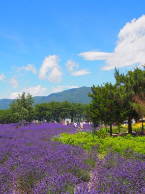 Lavanta yagisaki kawaguchi lakeside Park