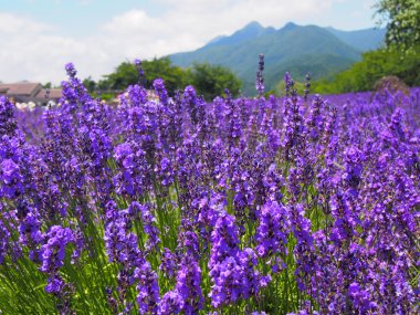 Lavanta yagisaki kawaguchi lakeside Park
