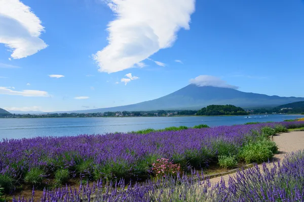 Mt. Fuji y Lavanda en Lakeside de Kawaguchi — Foto de Stock