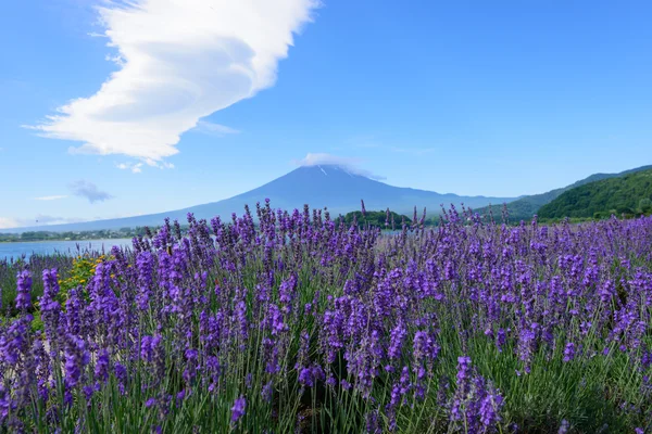 Mt. fuji és a levendula, a tóparti kawaguchi a — Stock Fotó