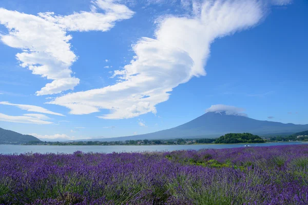 Mt. fuji és a levendula, a tóparti kawaguchi a — Stock Fotó