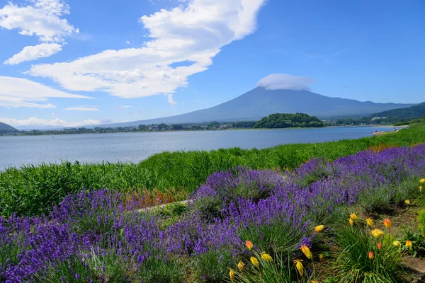 Mt. Fuji and Lavender at Lakeside of Kawaguchi — Stock Photo, Image