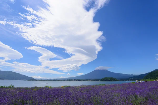 Mt. Fuji y Lavanda en Lakeside de Kawaguchi — Foto de Stock