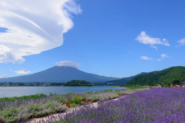 Mt. Fuji y Lavanda en Lakeside de Kawaguchi — Foto de Stock