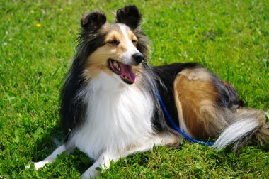 shetlie tasma üzerinde