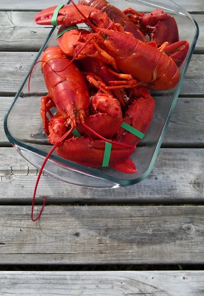Freshly Cooked Lobster — Stock Photo, Image