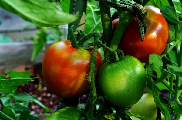 Red and Green Tomatoes — Stock Photo, Image