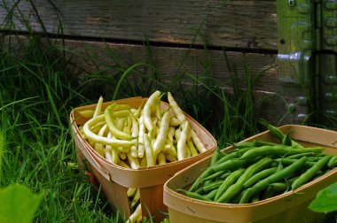 yeşil ve sarı fasulyeler