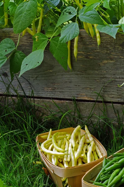 新鮮な豆 v — ストック写真