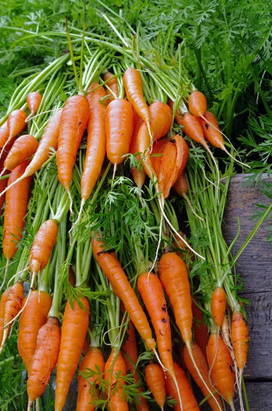 Zanahorias frescas —  Fotos de Stock