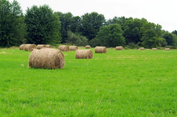 Hay balyaları — Stok fotoğraf