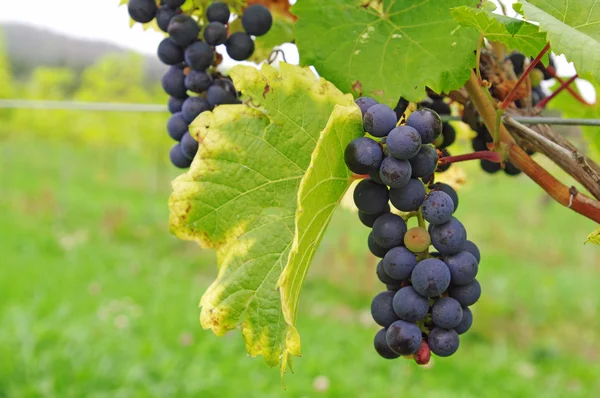 Raisins sur la vigne — Photo