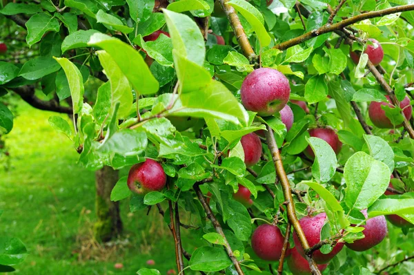 Apples Ready to Pick — Stock Photo, Image