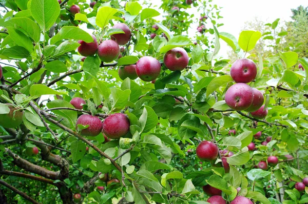 Apples Ready to Pick — Stock Photo, Image