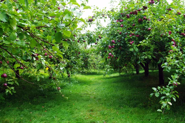 Fila de pomar de maçã — Fotografia de Stock