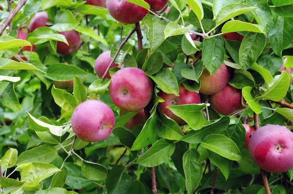 Jablka, které jsou připraveny k vyzvednutí Stock Fotografie