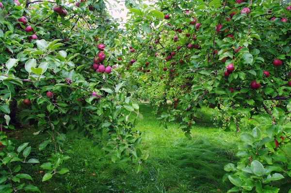 Manzana Orchard fila cerca — Foto de Stock