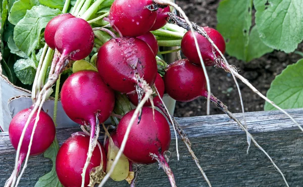 Frisch gepflückter Rettich — Stockfoto