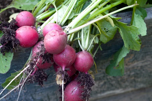 Frisch gezogener Rettich — Stockfoto