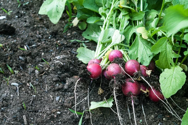 Rädisa på trädgården sängen — Stockfoto