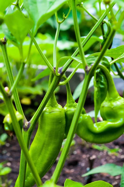 Green Sweet Peppers — Stock Photo, Image