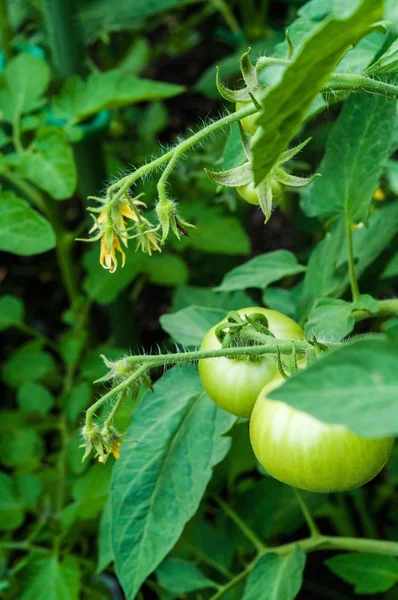 Groene tomaten — Stockfoto