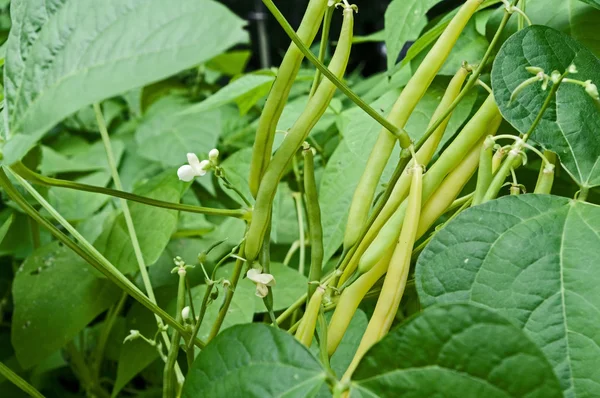 Yellow Beans on the vine — Stock Photo, Image