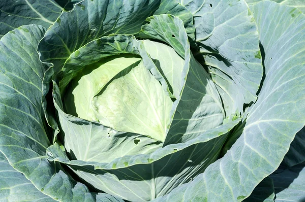 Cabbage — Stock Photo, Image