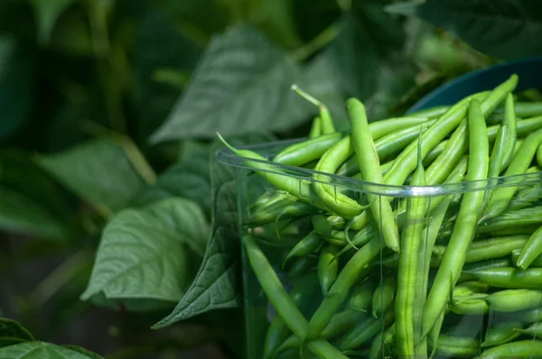 Haricots verts cueillis dans un panier — Photo