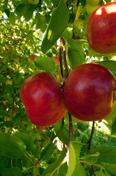 Courtland Apples — Stock Photo, Image