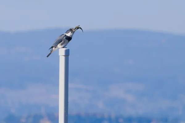 Kuşaklı kingfisher besleme — Stok fotoğraf