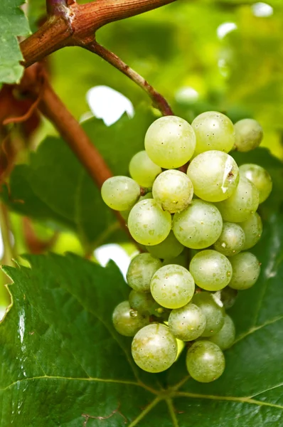 Grape on the Vine — Stock Photo, Image