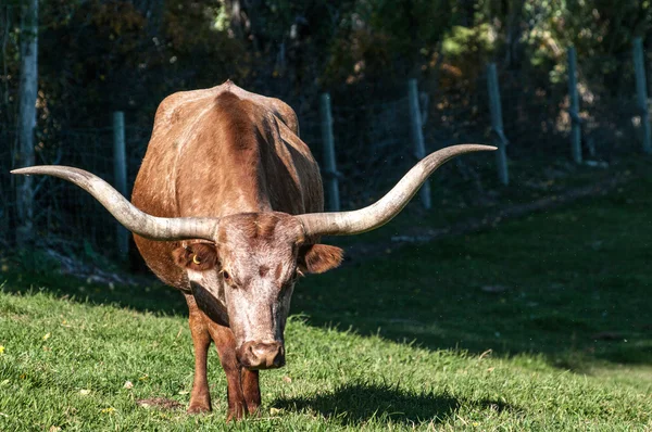 Longhorn Cattle — Stock Photo, Image