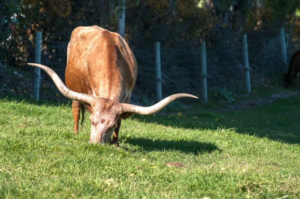 Longhorn Cattle grazing — Stock Photo, Image