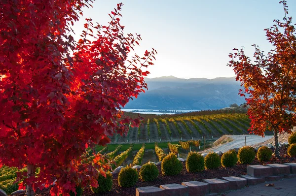 Vista da Benson Vineyard — Foto Stock