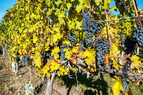 Grape vines in a vineyard — Stock Photo, Image