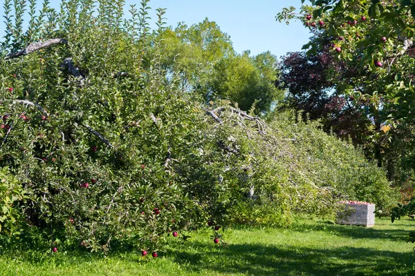 Apple Orchard Com Caixas Seleção Uma Pick — Fotografia de Stock