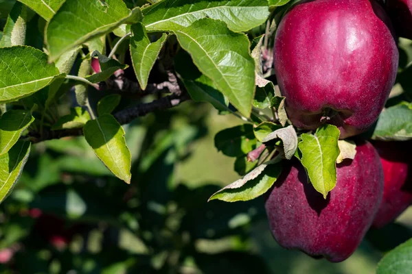 Upick Orchard ユーピックオーチャード でおいしいリンゴ2つ — ストック写真