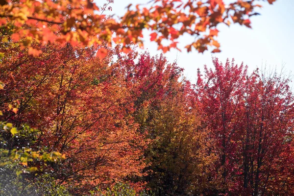 Podzimní Barvy Zalesněné Oblasti Říjnu New Brunswick — Stock fotografie