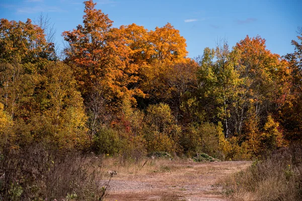 Una Strada Che Conduce Una Linea Alberi Autunnali — Foto Stock